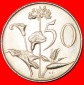 ★BLUMEN: SÜDAFRIKA ★ 50 CENTS 1977 STG STEMPELGLANZ!