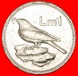 * VOGEL (1991-2007): MALTA ★ 1 PFUND 1992! OHNE VORBEHALT!