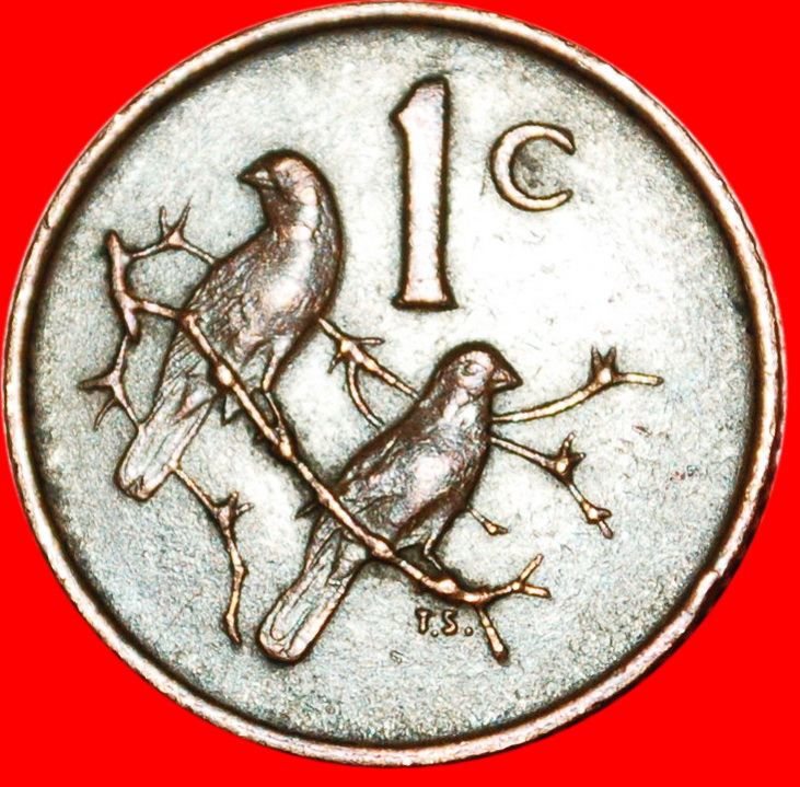  * CAPE SPARROWS: SOUTH AFRICA ★  1 CENT 1967 Riebeeck (1619-1677) ENGLISH LE LOW START ★ NO RESERVE!   