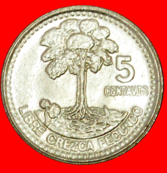  # VOGEL (1977-2010): GUATEMALA ★ 5 CENTAVOS 1998 VZGL STEMPELGLANZ! OHNE VORBEHALT!   