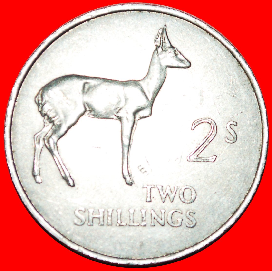  + GREAT BRITAIN: ZAMBIA ★ 2 SHILLINGS 1964 REEDBUCK! LOW START ★ NO RESERVE!   