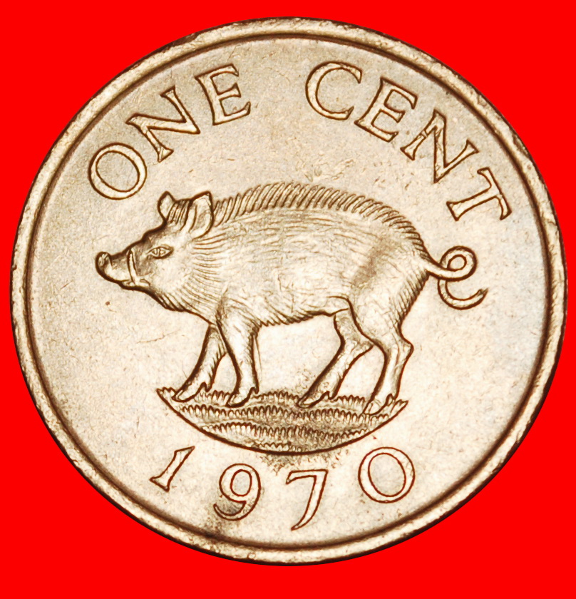 Ⰶ GREAT BRITAIN (1970-1985): BERMUDA★1 CENT 1970 PIG★ ELIZABETH II 1953-2022★LOW START ★ NO RESERVE!