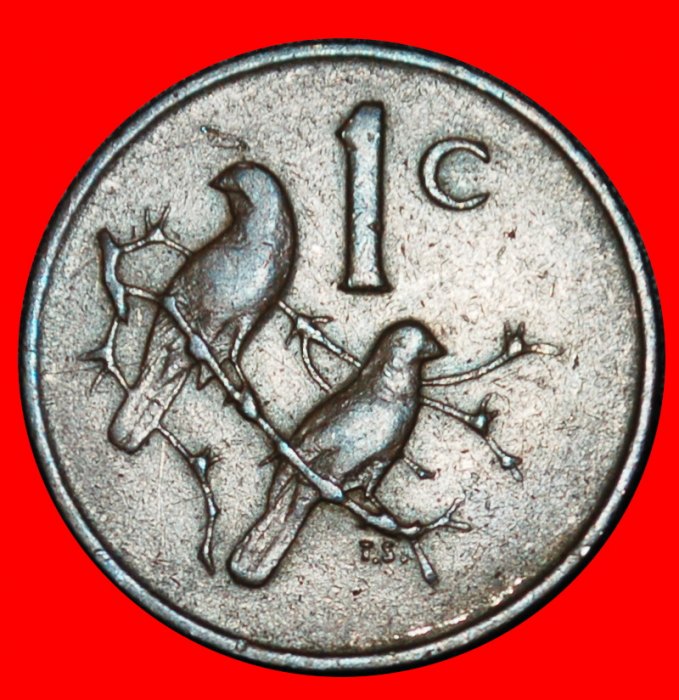  Ⰶ CAPE SPARROWS (1965-1969): SOUTH AFRICA ★ 1 CENT 1966 Riebeeck (1619-1677)★LOW START ★ NO RESERVE!   