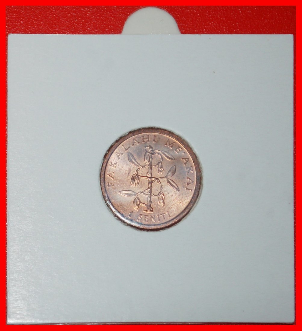  Ⰶ AUSTRALIEN (1981-2005): TONGA★ FAO 1 SENITI 1981 STG STEMPELGLANZ★MAIS UND VANILLE★OHNE VORBEHALT!   