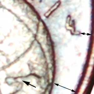  Ⰿ OAK (2002-2025): GERMANY ★ 1 EURO CENT 2002A DIES A I! JUST PUBLISHED!  LOW START★ NO RESERVE!   